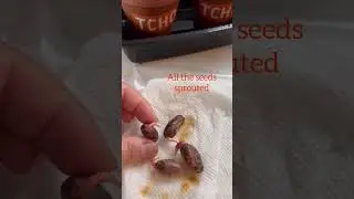 Ep 1 - Growing cacao from a seed in Los Angeles