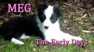 Meg:  The Early Days