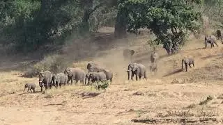 A Majestic Elephant Herd Create a Dust Cloud as They Walk Down to Letaba River Sand in Kruger Park