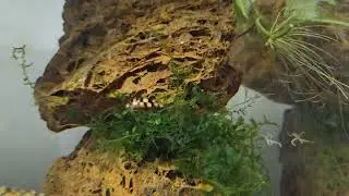 sunberst Diving Beetle