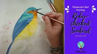 Watercolor Bird Ruby Cheeked Sunbird