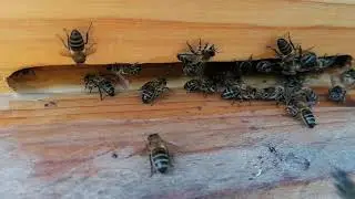 Cómo expulsan las abejas a los zánganos @maraseomiel