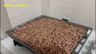 Yer fıstığı nasıl kavrulur