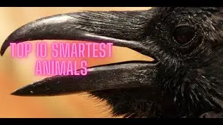 TOP 10 AMAZING SMART ANIMALS | Top 10 Most Intelligent Animals! | THE SMARTEST ANIMALS IN NATURE !
