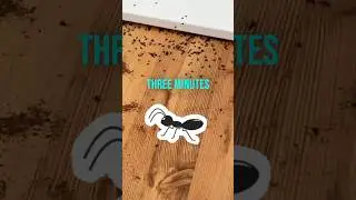ANTS EVERYWHERE! &hellip;3 minutes later&hellip;. DEAD ANTS! #diy #pestcontrol #gardenpests