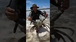 Dlaczego kraby chodzą na boki? 🦀