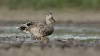 Серая Утка Mareca stepera