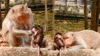So Hiarlious Step By Step Walking! Cute Jungle Monkey Learning To Walk With Mom Great Training