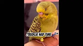 &ldquo;Sleepy little bird 🐥&rdquo;#budgie_videos #budgies