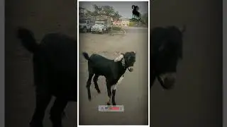 🐐Goats🐐Attitude Watsapp status#AHP GOAT FARM #short #short video #pets vlog