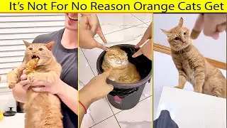 Orange Cats Didn&rsquo;t Get This Reputation for Nothing 😼 | Funny Cat Compilation