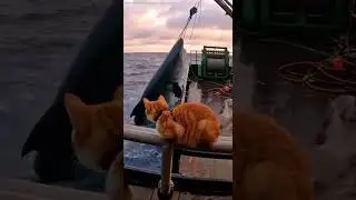 Deck CCTV: Extreme Giant Catch - Massive Deep-water Bluntnose Sixgill (massive)