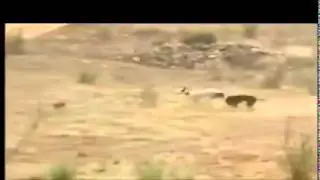 Rabbit against two dogs !!!