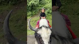 y for yak huhahahahhaha #fun #comedy #treanding #yak #ytshorts #shorts