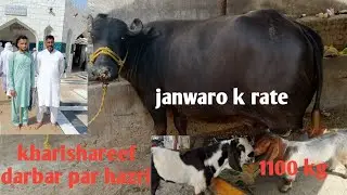 Kharishareef darbar par bakro ka rate! Darbar par hazri de!