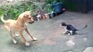 எங்க வீட்டு நாய் குட்டியும்🐕 பூனை குட்டியும்🐈🐱 விளையாடுவதயைப் பாருங்க💞. cute moments😍💫