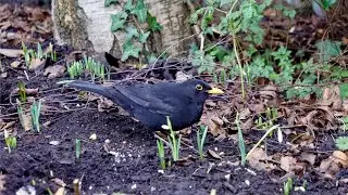 Blackbird Diaries - #8 | Blackbird Robin Pigeon Sparrow | Birdsong & Urban Sounds | Beverley