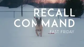 Quickly Train Your Dog To Come
