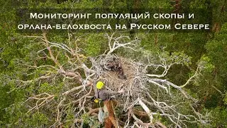 Мониторинг популяций скопы и орлана-белохвоста на Русском Севере