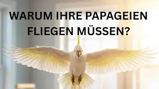 Warum dein Papagei FLIEGEN muss! Die lebensrettende Flugstunde 🪽