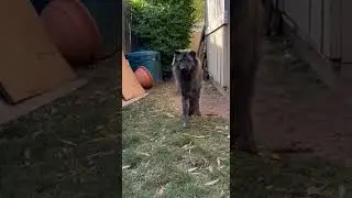 These Cats Are Masters During Real Rescue Moments In Extreme Backyard Hiding 😸🫣 #shorts #shorts