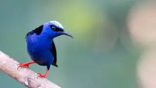 Birding Costa Rica - the Bogarín Trail in La Fortuna