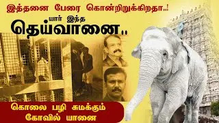 Who is this Deivanai..? Temple elephant murder revenge..!| Thiruchendur temple Elephant Dheivanai