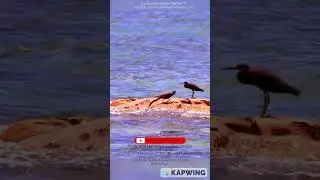 Pacific Reef Heron / Bangau Batu [malay] (Egretta sacra)#birdspecies #bird #wildlifeplanet #herons