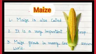 10 Lines on Maize(Corn)|| Writing Few Lines on Maize|| Short Essay on Maize||10 Lines Essay on Maize