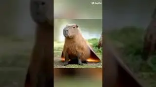 capybara volando #capybara