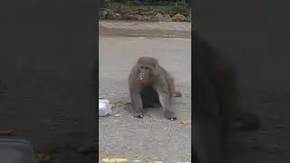 big monkey eating potato chips #shorts