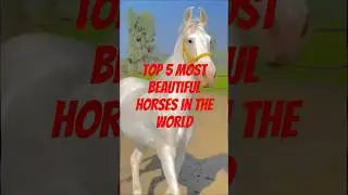 5 Most Beautiful Horses on Planet Earth l Top 5 #facts #mystery #horse