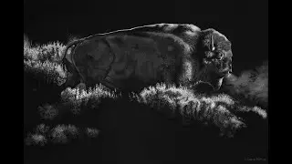 SCRATCHBOARD ART - American Bison (timelapse)
