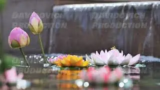 Colorful lotus flowers floating on pond with small waterfall in background in Vietnam