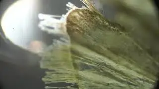 Tineola bisselliella (molia de haine comună), momentul depunerii pontei