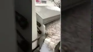 Ultrafreeze Tunnel Freezer in production. Shows fish coming out exit end of tunnel freezer.