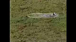 Canadian Wildlife Service commercial from 1997