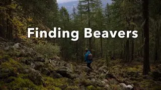 Finding Beavers- A Short Documentary on North American Beavers