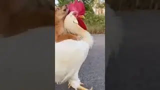 Cat and Cock Friendship | #shorts  #shortvideo #short #shortsfeed
