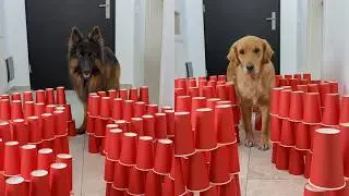 Cup Maze Obstacle Course vs DOGS