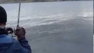 26lb 14oz Pike on single hook tagged rig