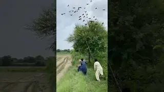 Amazing hunting oubara Bustard😱😱birds🐦&zwj;⬛🐦&zwj;⬛ #pigeonlaver #hunting #vilogpigeon #villagelife