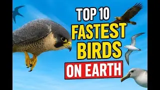 Top 10 Fastest Birds in the World 🌍🦅 | Nature&rsquo;s Speed&nbsp;Demons