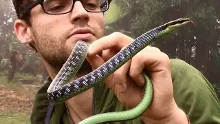 STROMOVEC BRONZOV&Yacute; / COMMON BRONZEBACK