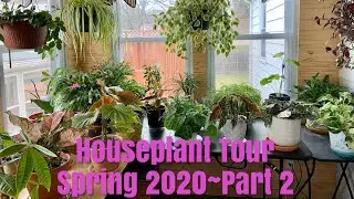 ✨Part 2 HOUSEPLANT TOUR Spring 2020 || Kitchen/Sun Room