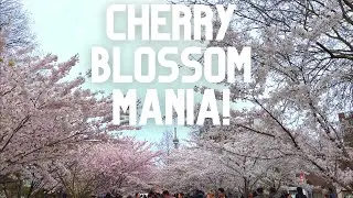 Cherry Blossom Mania at Toronto's Trinity Bellwoods Park & the Fleurs de Ville Femmes Art Show