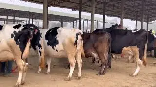 Top breed cow pashu mandi Dabwali 9878827537