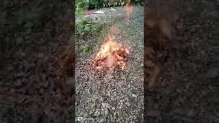 burning dry leaves