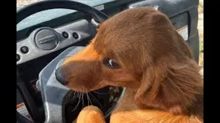 The basics of teaching to seek to a puppy part 2