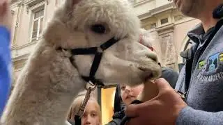 Filem'On Reportersclub met Lowieke de alpaca!